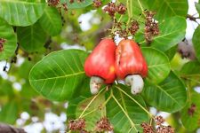 Noix cajou arbre d'occasion  Expédié en France