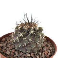 Copiapoa continua copiapoa usato  Napoli