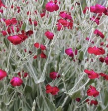 Lychnis coronaria blood for sale  LONDON