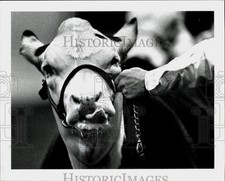 1991 press photo for sale  Memphis