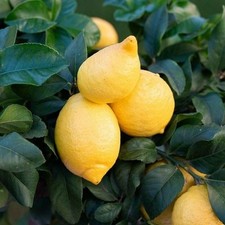 Citrus lemon cappuccio d'occasion  Pouzauges
