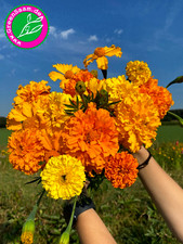 Tagetes bunt hohe gebraucht kaufen  Tittmoning