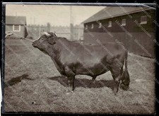 Dexter bull original for sale  Mediapolis