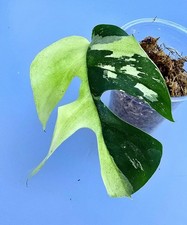 Schöne rhaphidophora tetraspe gebraucht kaufen  Obertshausen