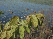 Usado, 200 + Sementes de Buttonbush (Cephalanthus occidentalis) | NÃO-OGM | Frete grátis comprar usado Usado, 200 + Sementes de Buttonbush (Cephalanthus occidentalis) | NÃO-OGM | Frete grátis comprar usado  Enviando para Brazil