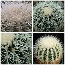 Semi echinocactus grusonii usato  Nizza di Sicilia