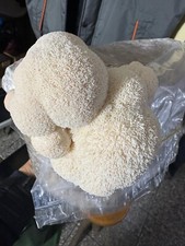 Micelio liquido hericium usato  Vercana
