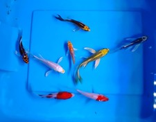 Lot butterfly koi for sale  Grovetown
