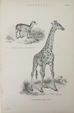 Gravura antiga de girafa com estampa Ungulata Javan Cheurotain animais datados de C1870 comprar usado  Enviando para Brazil