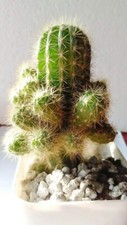 Enchinopsis calochlora rare for sale  PRESTON