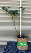 One bewitched fragrant for sale  Kingsburg