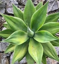 Agave attenuata foxtail usato  Napoli
