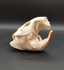 Real beaver skull for sale  Eagle Mountain