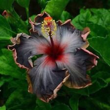 Black pink purple for sale  Ravensdale