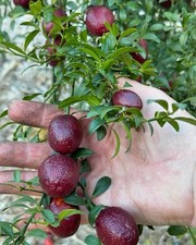 Australian red blood for sale  Dallas