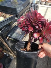 Imported medusa aeonium for sale  San Leandro