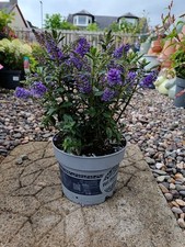 Purple flowering hebe for sale  LARGS