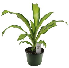 Flowerpotnursery dracaena marl for sale  Loranger
