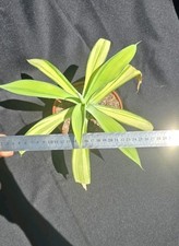 Agave attenuata mediopicta usato  Roma
