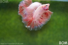 Live betta male for sale  Miami