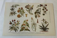 greenhouse flowers for sale  Wilmington