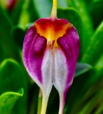 Orchidea orchidea rilegata usato  Spedire a Italy