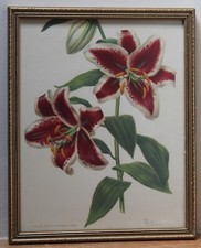 Vintage framed botanical for sale Vintage framed botanical for sale  LISKEARD