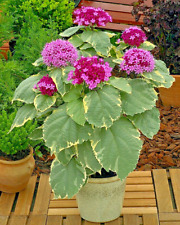 Clerodendrum bungei pink for sale  NORTHWICH
