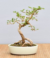 Bonsai indoor turibaum gebraucht kaufen  Saarwellingen