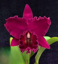 Rlc. chia lin for sale  Orlando