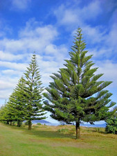 Norfolk island pine for sale  Lincolnton