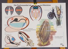 Poster mural print d'occasion  Expédié en Belgium