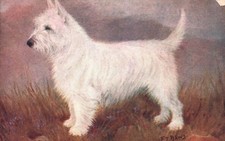 Usado, Cartão postal antigo não usado fofo WHITE WEST HIGHLAND TERRIER DOG em um/s F. T. DAWS comprar usado  Enviando para Brazil