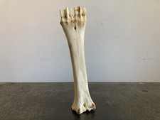 Vintage cow metacarpal for sale  BARNSLEY