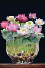 lilies water pond plants for sale lilies water pond plants for sale La Verne