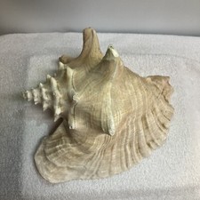 Large conch shell for sale  Carlisle