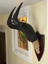 Taxidermy red hartebeest for sale  ILFRACOMBE