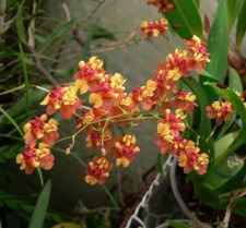 Oncidium twinkle cinnamon for sale  LONDON