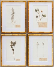 botanical specimens press for sale botanical specimens press for sale Pearland