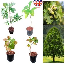 Oak tree sapling for sale Oak tree sapling for sale  HUDDERSFIELD