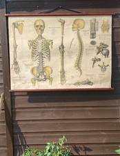 Original 1950s anatomical for sale  UK