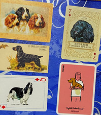 spaniel cocker english for sale spaniel cocker english for sale Webster