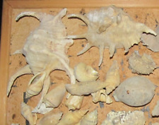Muscheln schnecken fossilien gebraucht kaufen  Berlin