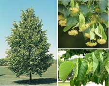 Lime tree seeds for sale  BROCKENHURST