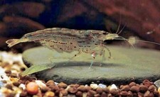 Caridine japonica amano usato Caridine japonica amano usato  Roma