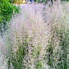Calamagrostis overdam reed for sale  UK