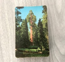 Giant sequoia tree for sale  Little Falls