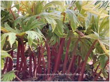 Begonia pedatifida red d'occasion  Arzacq-Arraziguet