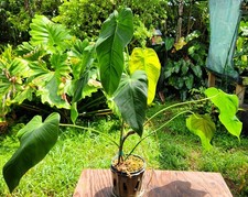 Philodendron quelali round for sale  Hollywood