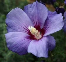 Hibiscus rose sharon for sale  West Chicago